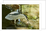 Night Heron; by Anonymous