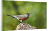 American Robin by Anonymous
