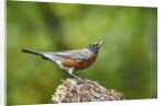 American Robin by Anonymous
