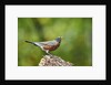 American Robin by Anonymous