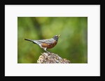 American Robin by Anonymous