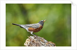 American Robin by Anonymous