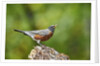 American Robin by Anonymous