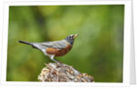 American Robin by Anonymous