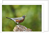American Robin by Anonymous