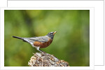 American Robin by Anonymous