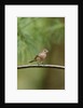 House Finch by Anonymous