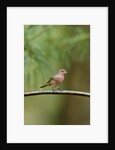 House Finch by Anonymous