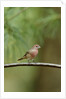 House Finch by Anonymous