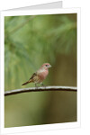 House Finch by Anonymous