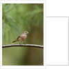 House Finch by Anonymous