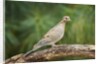 Mouring Dove by Anonymous
