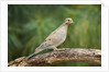 Mouring Dove by Anonymous
