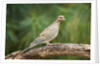 Mouring Dove by Anonymous