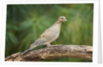 Mouring Dove by Anonymous