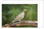 Mouring Dove by Anonymous