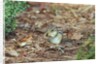 Eastern Chipmunk by Anonymous