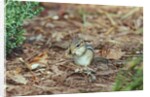 Eastern Chipmunk by Anonymous