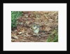 Eastern Chipmunk by Anonymous