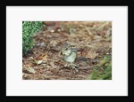 Eastern Chipmunk by Anonymous