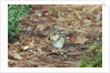 Eastern Chipmunk by Anonymous