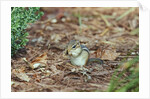 Eastern Chipmunk by Anonymous