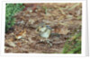 Eastern Chipmunk by Anonymous