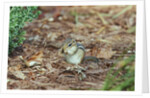 Eastern Chipmunk by Anonymous