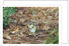 Eastern Chipmunk by Anonymous