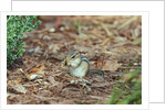 Eastern Chipmunk by Anonymous