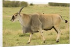 Common Eland Portrait by Anonymous