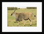 Common Eland Portrait by Anonymous
