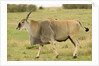 Common Eland Portrait by Anonymous