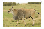 Common Eland Portrait by Anonymous