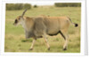 Common Eland Portrait by Anonymous