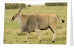 Common Eland Portrait by Anonymous