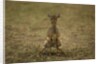 Kirk's Dik-dik by Anonymous