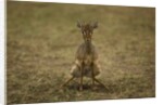 Kirk's Dik-dik by Anonymous