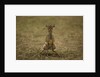 Kirk's Dik-dik by Anonymous