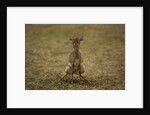 Kirk's Dik-dik by Anonymous