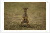 Kirk's Dik-dik by Anonymous