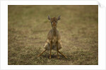 Kirk's Dik-dik by Anonymous