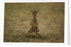 Kirk's Dik-dik by Anonymous