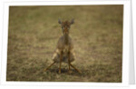 Kirk's Dik-dik by Anonymous