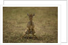 Kirk's Dik-dik by Anonymous
