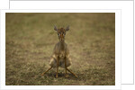 Kirk's Dik-dik by Anonymous