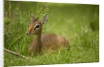 Kirk's Dik-dik Resting in Grass by Anonymous
