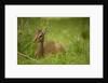 Kirk's Dik-dik Resting in Grass by Anonymous