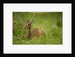 Kirk's Dik-dik Resting in Grass by Anonymous