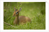 Kirk's Dik-dik Resting in Grass by Anonymous